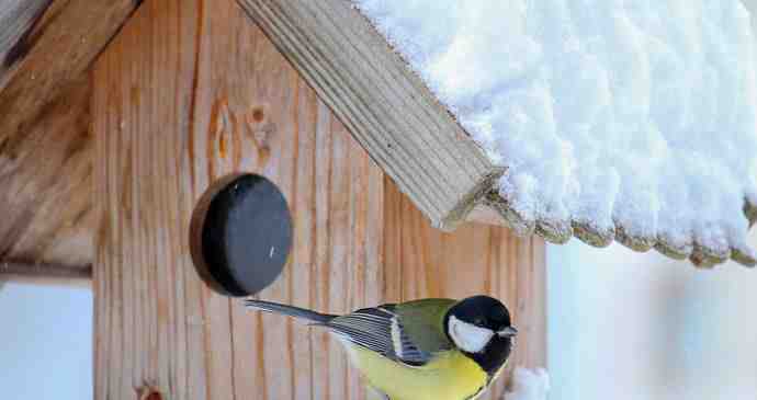 Krmení ptáků v zimě: Tvrdými rohlíky a vánočkami jim ubližujete. Co jim dát?