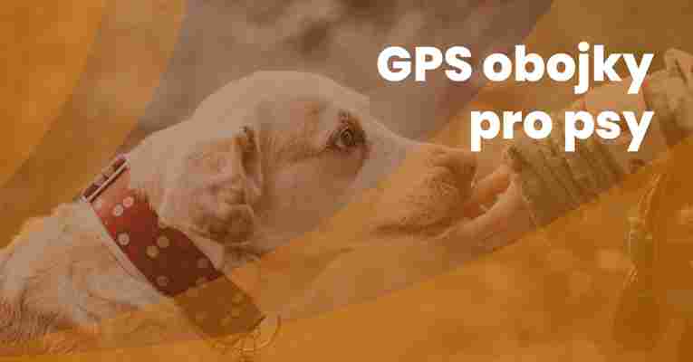 ▷10 nejlepších GPS obojků pro psy 2022